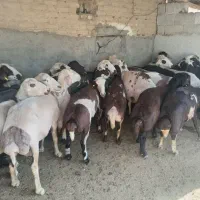 25 راس میش بروجردی بدون بره
