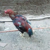 خروس دستیاری مرغ محلی و بوقلمون