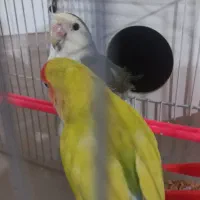 جفت کوتوله|پرنده|مشهد, بهاران|دیوار