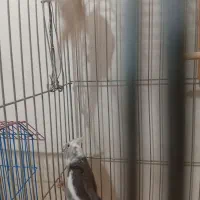 یک جفت عروس هلندی باقفس نروایت فیس وسخنگوورام|پرنده|تهران, تهرانسر شمالی|دیوار