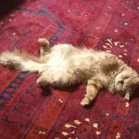 گربه نژاد دار نر