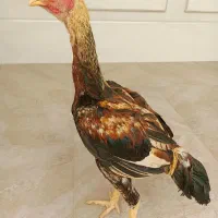 6 تا جوجه لاری