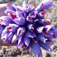 زعفران خالص، مستقیم از کشاورز