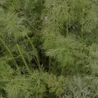 شوید رایگان صلواتی رایگان اسفناج هست