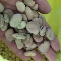 باغله هفت قاب بسیار تمیز ودرشت