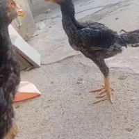 لاری دو جفت جوجه لاری اصل|حیوانات مزرعه|الوند, |دیوار