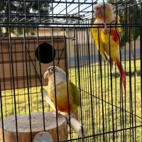 گرینچیک نر پاید و ردچیک ماده|پرنده|کرج, فاز ۳ گوهردشت|دیوار