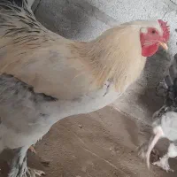 خروس برهما|حیوانات مزرعه|مشگین شهر, |دیوار