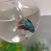 ماهی فایتر و حلزون آبی