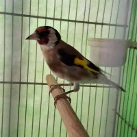 پرنده سهره نر