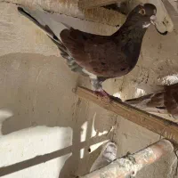 کفتر|پرنده|فردیس, سپید دشت|دیوار