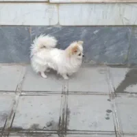 پامر نر سایز ریز