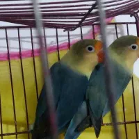 طوطی برزیلی|پرنده|شاهرود, |دیوار