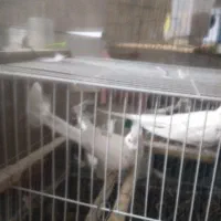 عروس هلندی مولد