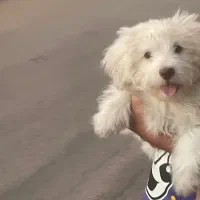 توله شیتزو تیریر|سگ|بندرعباس, |دیوار