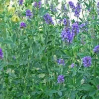 یونجه خشک 800باغ بزرگ درجه یک