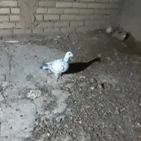 مریض شده