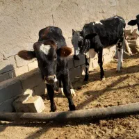 ۱۱ .راس .گوساله.نر