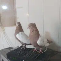 طوقی وسینه ودمبی|پرنده|شیراز, تندگویان|دیوار