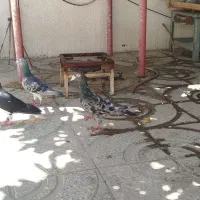 کبوتر سرور