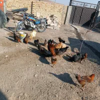 تعدادی مرغ و خروس محلی فروشی|حیوانات مزرعه|تاکستان, |دیوار