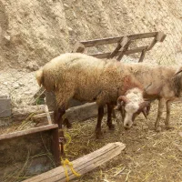 قوچ محلی|حیوانات مزرعه|طارم (زنجان), |دیوار