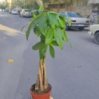 پاچیرا،بامبو،بامبو آبی،بامبو خاکی