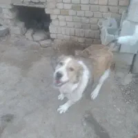 سگ نگهبان|سگ|کبودرآهنگ, |دیوار