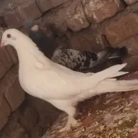 سفید نوک قناری نر