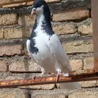 یجوفت کبوتر رنگی