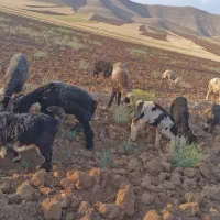 فروش بره کیلوی۶۴۰