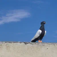 کبوتر سرته سیا و ی رنگ