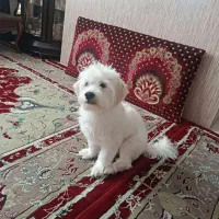 فروش سگ خانگی|سگ|اندیشه, اندیشه فاز ۱|دیوار
