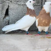 طوقی زرد خال سیاه