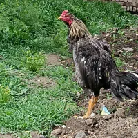 خروس لاری جوجه هفت ماهه