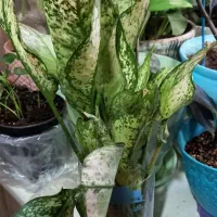 قلمه جوانه برگ انجیری،بامبوخاکی،..|گل و گیاه طبیعی|تهران, ابوذر|دیوار