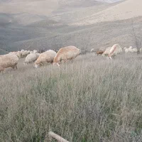 گوسفندمغانی