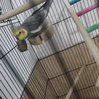 جفت عروس با قفس