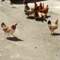 مرغ تخم گذار