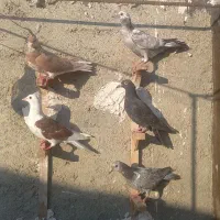 ۴ عدد جوجه ساده افشون ماده است