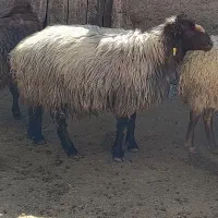 قوچ هترو دوقلو زا بذری اصلاح نژاد ۵۲ میلیون