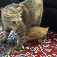 واگذاری رایگان|گربه|گرگان, |دیوار