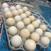 تخم مرغ گوشین تخم اردک مولد زینتی|حیوانات مزرعه|صومعهسرا, |دیوار