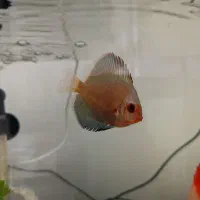 دیسکس 2/5اینچ و 2اینچ|ماهی|زاهدان, |دیوار