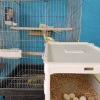 عروس هلندی باجوجه، مناسب افرادی دنبال شغل دوم هستن