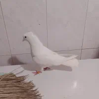 کبوتر|پرنده|خورموج, |دیوار