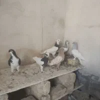 کفتر|پرنده|خفر, |دیوار