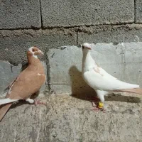 نر.و. ماده. ابلق زده. روزگاری