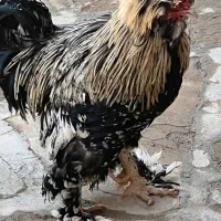 خروس گلین وم غ لاری