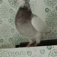 طوقی|پرنده|لردگان, |دیوار